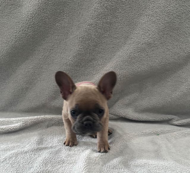 French Bulldog Puppies media 13