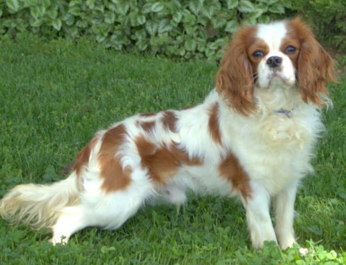 Cavalier Puppies NOW AVAILABLE π·πΎ CALL 484-798-8088 breeder image 1