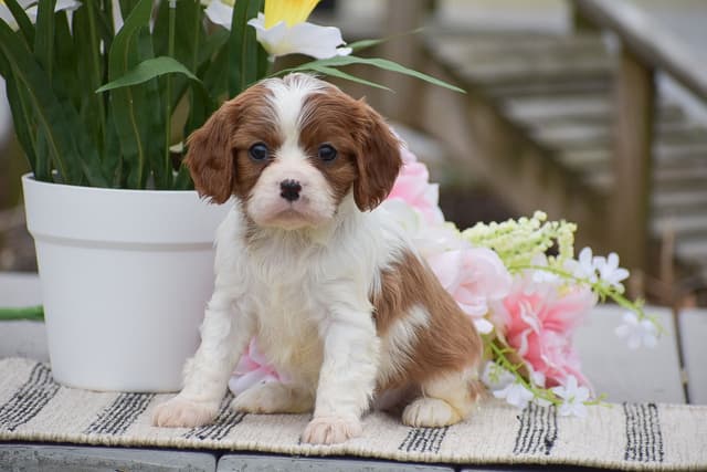 Cavalier Puppies NOW AVAILABLE 🌷🐾 CALL 484-798-8088 media 2