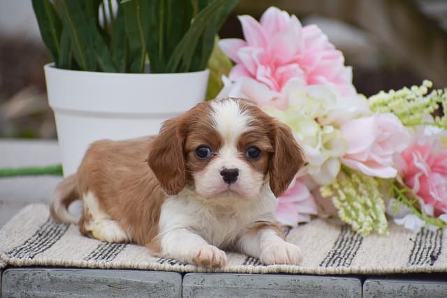 Cavalier Puppies NOW AVAILABLE 🌷🐾 CALL 484-798-8088 media 3
