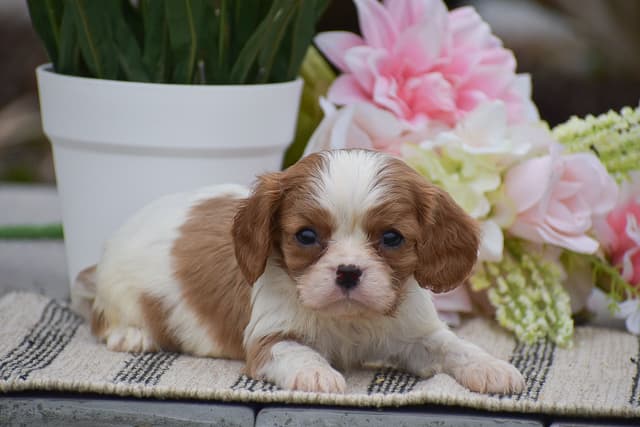 Cavalier Puppies NOW AVAILABLE 🌷🐾 CALL 484-798-8088 media 5
