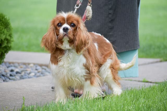 Cavalier Puppies NOW AVAILABLE 🌷🐾 CALL 484-798-8088 media 7
