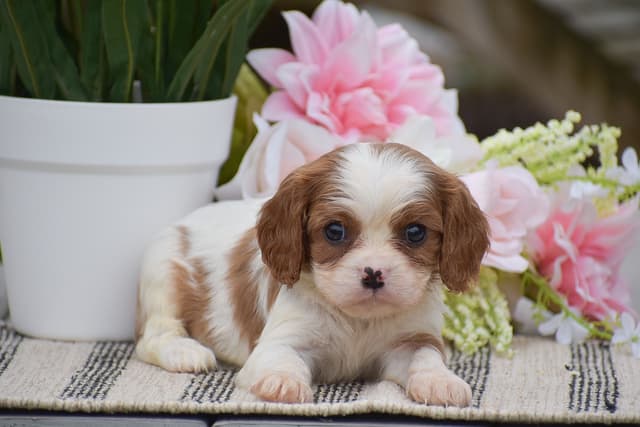 Cavalier Puppies NOW AVAILABLE 🌷🐾 CALL 484-798-8088 media 10