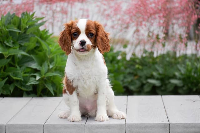Cavalier Puppies NOW AVAILABLE 🌷🐾 CALL 484-798-8088 media 11