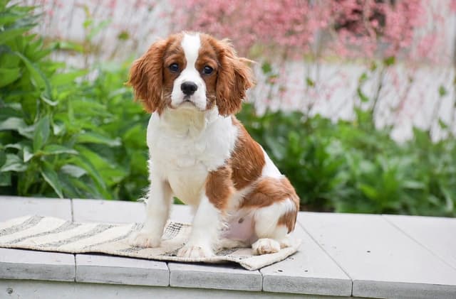Cavalier Puppies NOW AVAILABLE 🌷🐾 CALL 484-798-8088 media 12