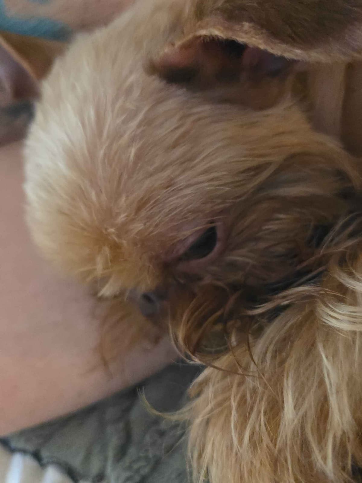Brussels Griffon Puppies breeder image 1