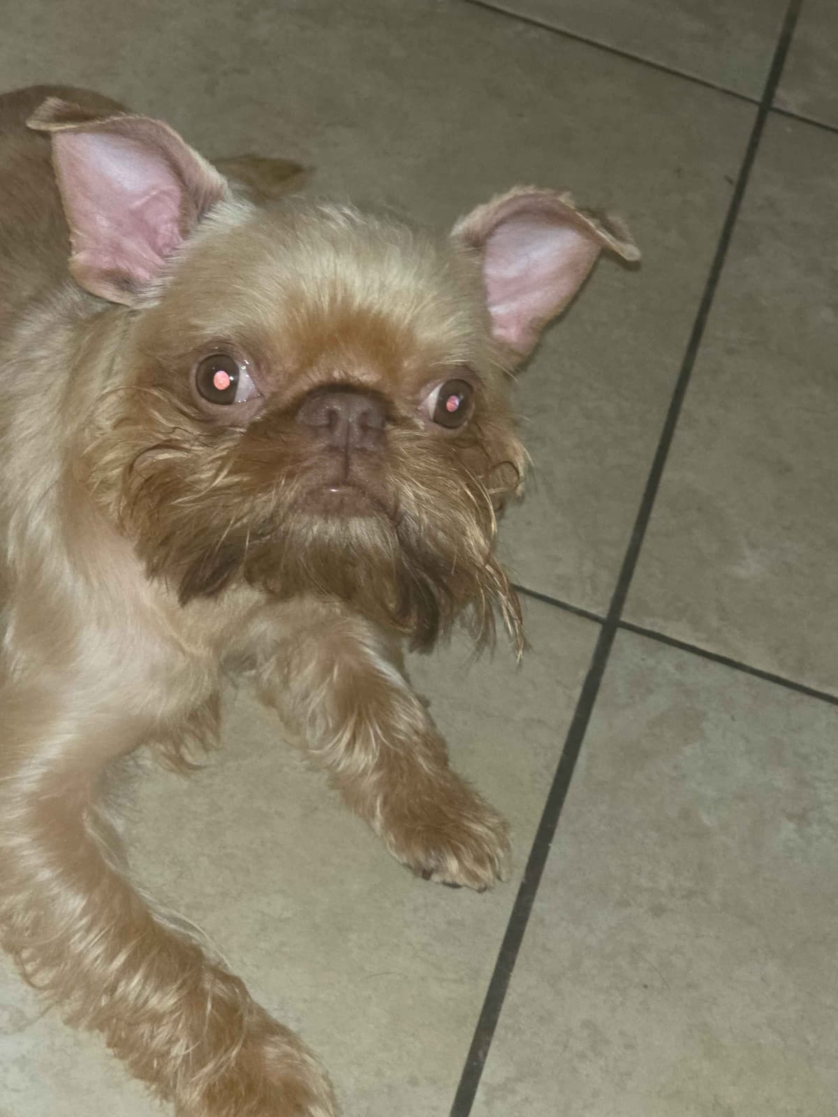 Brussels Griffon Puppies breeder image 3