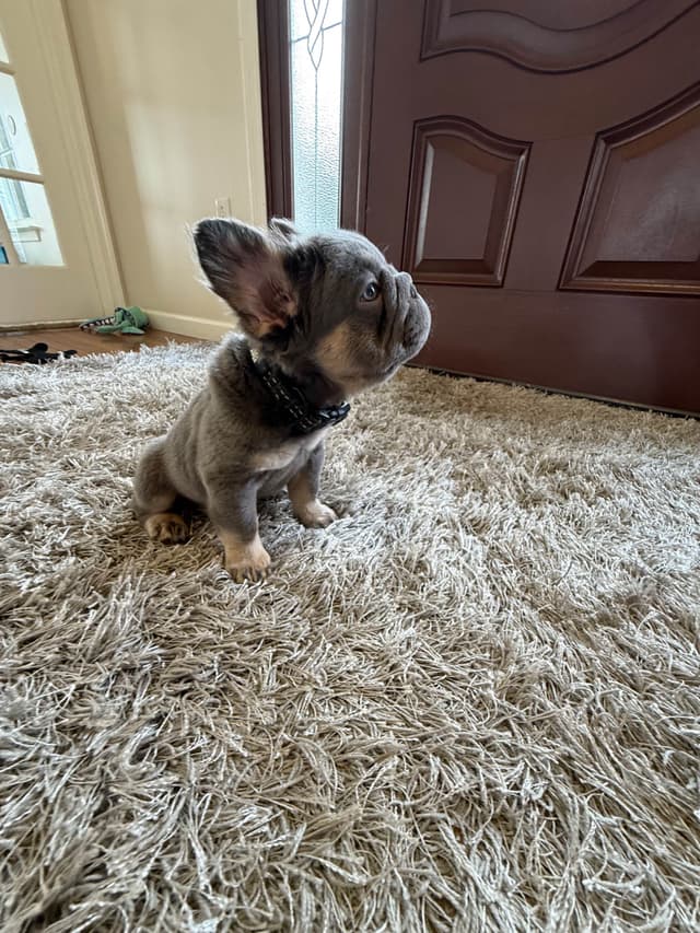 Rare French Bulldog Puppies Fluffy, Big Rope, Merle,Isabella, Blue&Tan media 2