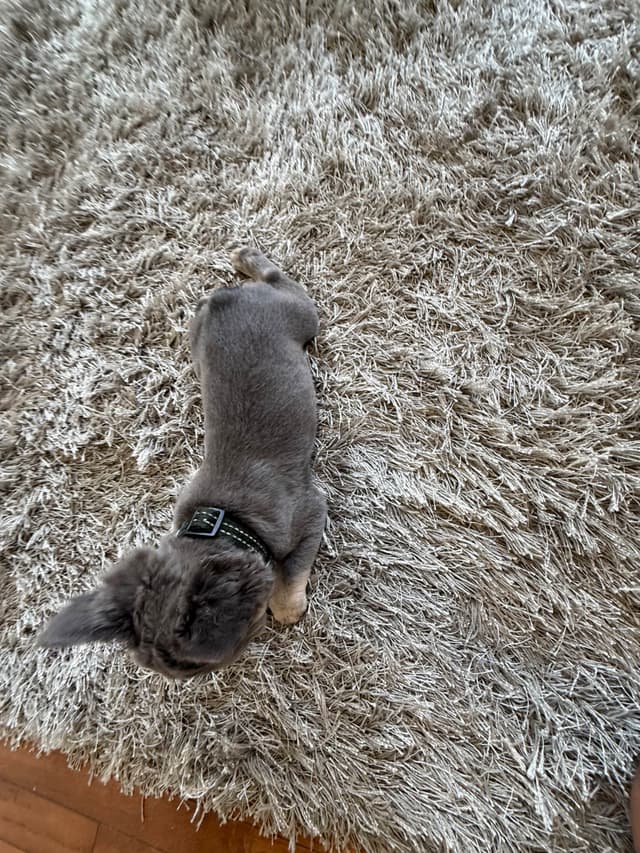 Rare French Bulldog Puppies Fluffy, Big Rope, Merle,Isabella, Blue&Tan media 3