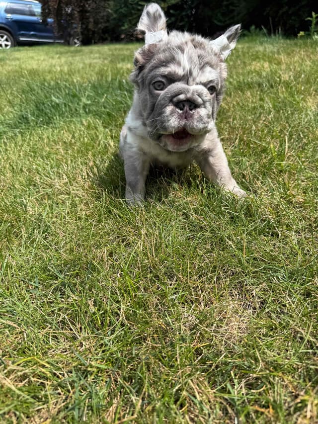 Rare French Bulldog Puppies Fluffy, Big Rope, Merle,Isabella, Blue&Tan media 4