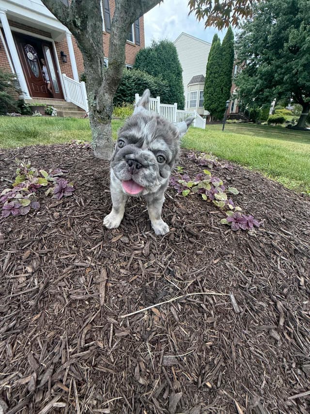 Rare French Bulldog Puppies Fluffy, Big Rope, Merle,Isabella, Blue&Tan media 5