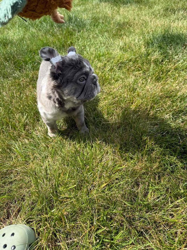Rare French Bulldog Puppies Fluffy, Big Rope, Merle,Isabella, Blue&Tan media 6