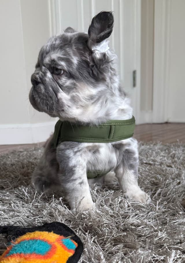 Rare French Bulldog Puppies Fluffy, Big Rope, Merle,Isabella, Blue&Tan media 8