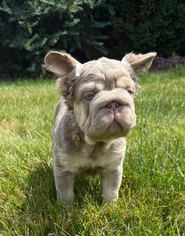 Rare French Bulldog Puppies Fluffy, Big Rope, Merle,Isabella, Blue&Tan media 9