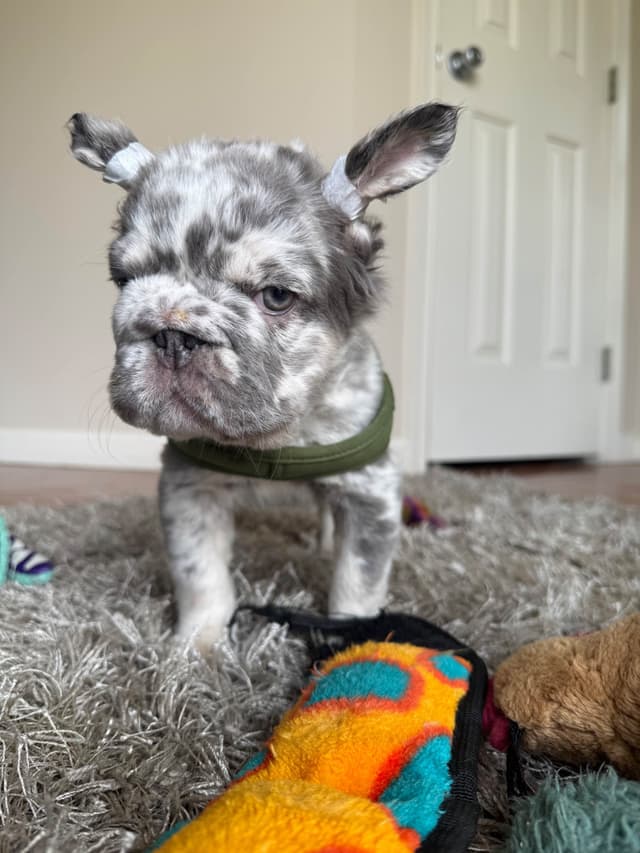 Rare French Bulldog Puppies Fluffy, Big Rope, Merle,Isabella, Blue&Tan media 11