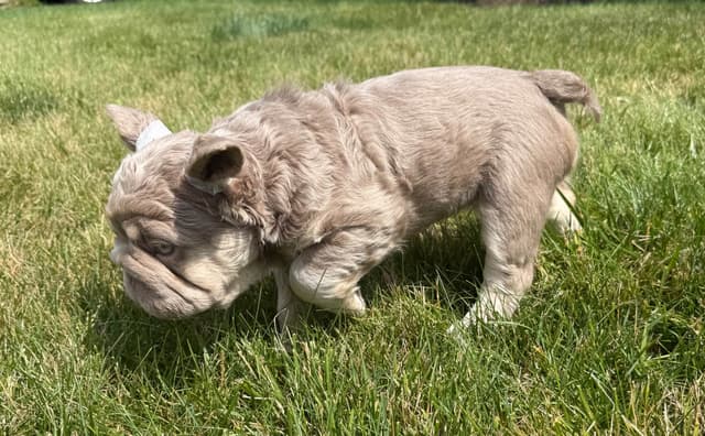 Rare French Bulldog Puppies Fluffy, Big Rope, Merle,Isabella, Blue&Tan media 10