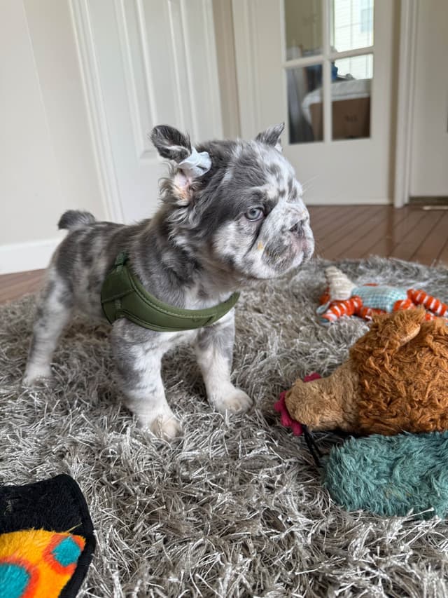 Rare French Bulldog Puppies Fluffy, Big Rope, Merle,Isabella, Blue&Tan media 12