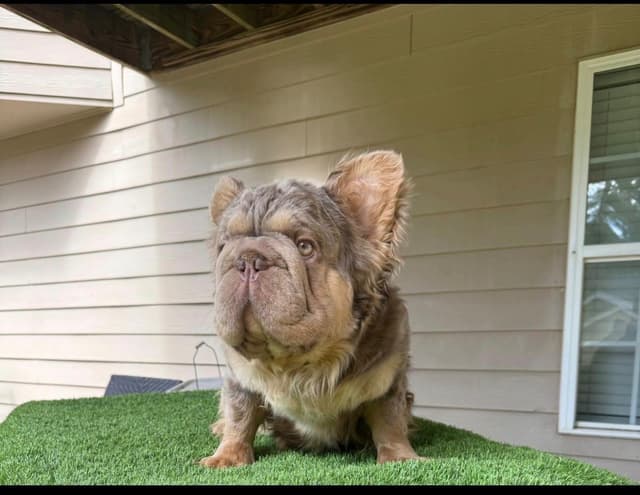 Rare French Bulldog Puppies Fluffy, Big Rope, Merle,Isabella, Blue&Tan media 13