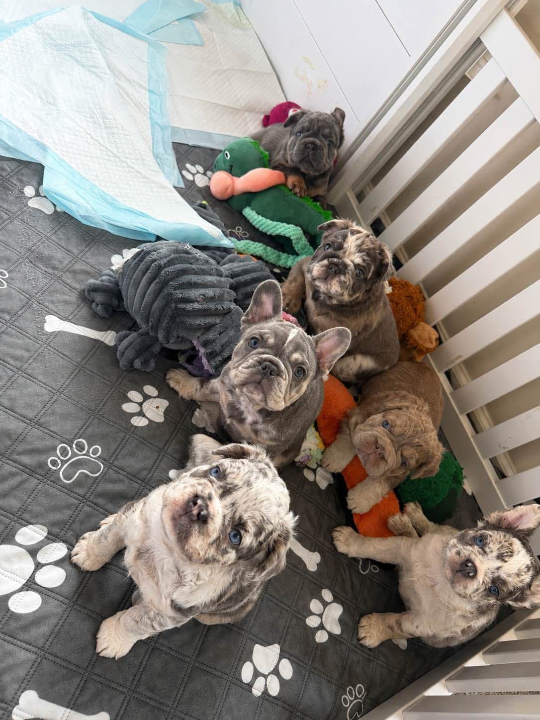 Rare French Bulldog Puppies Fluffy, Big Rope, Merle,Isabella, Blue&Tan breeder image 2