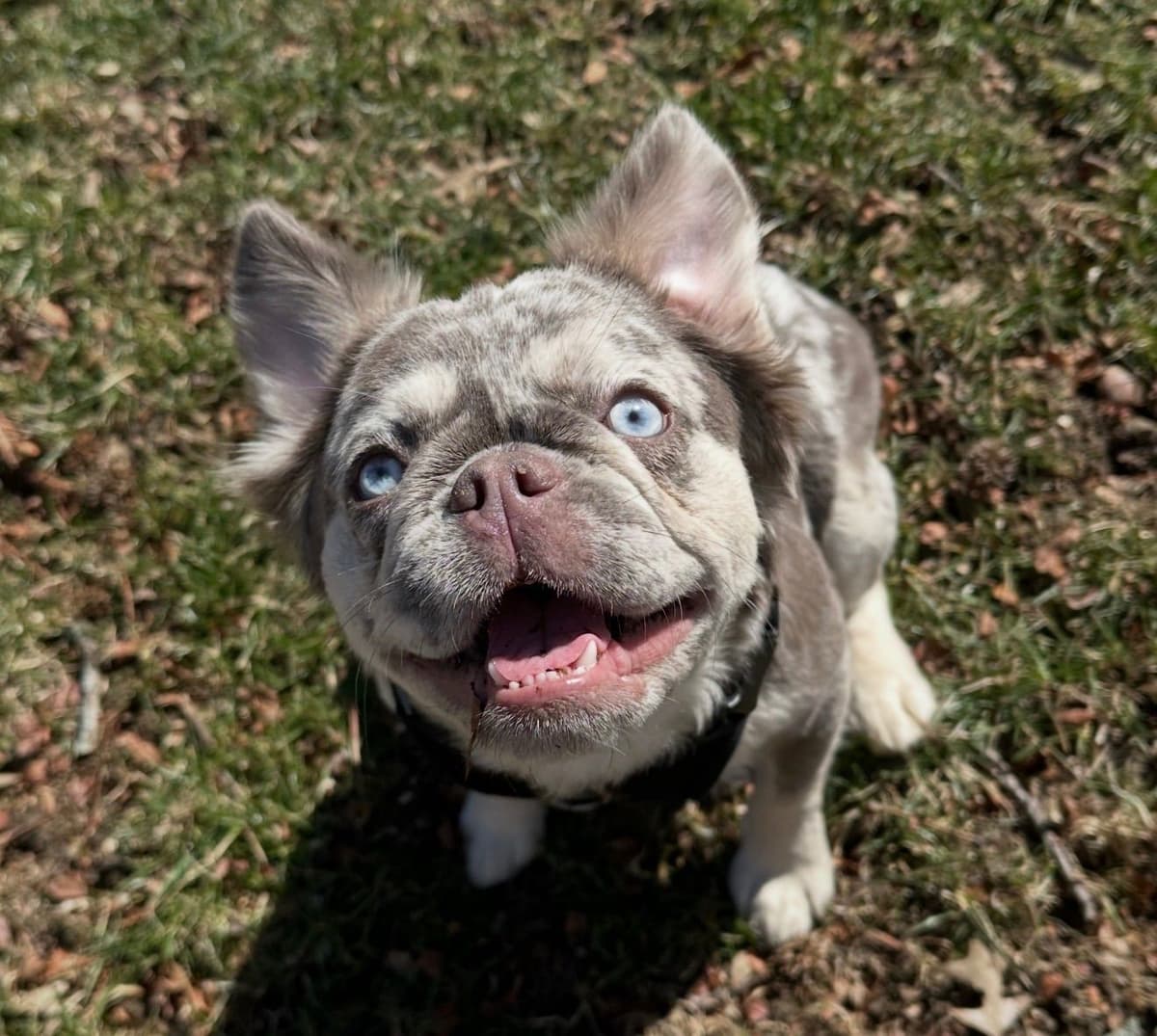 Rare French Bulldog Puppies Fluffy, Big Rope, Merle,Isabella, Blue&Tan breeder image 1