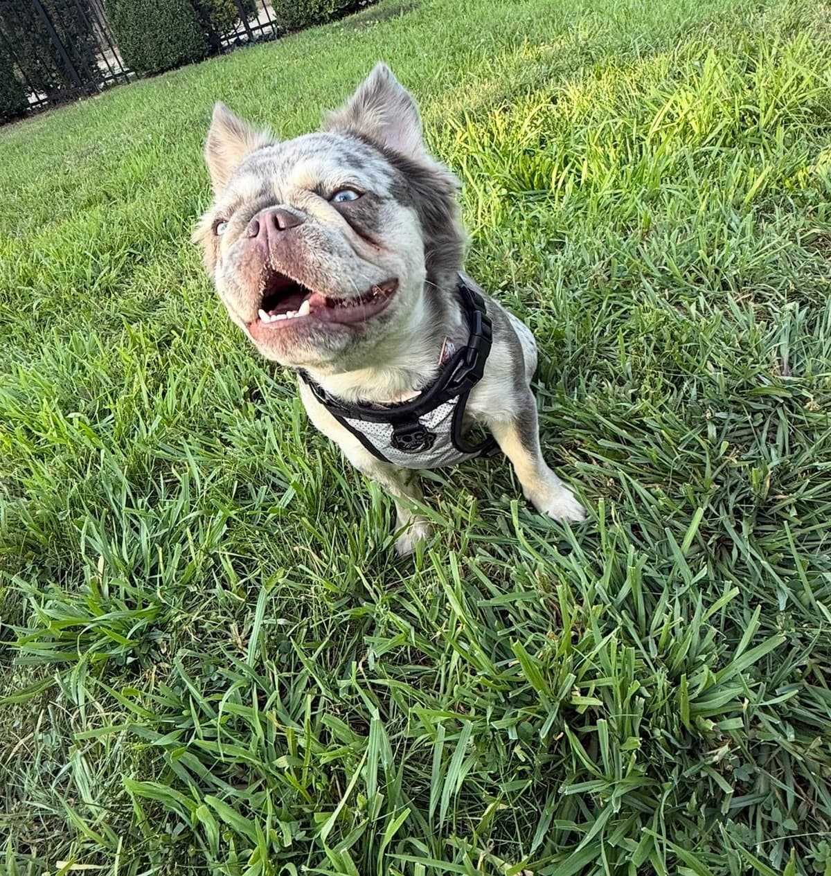 Rare French Bulldog Puppies Fluffy, Big Rope, Merle,Isabella, Blue&Tan breeder image 5