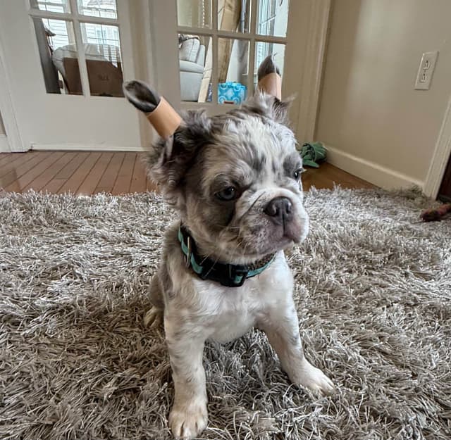 Rare French Bulldog Puppies Fluffy, Big Rope, Merle,Isabella, Blue&Tan media 16