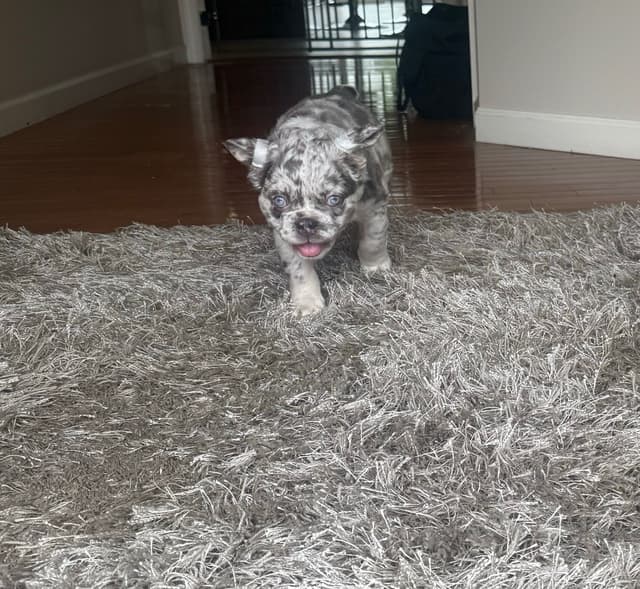Rare French Bulldog Puppies Fluffy, Big Rope, Merle,Isabella, Blue&Tan media 17