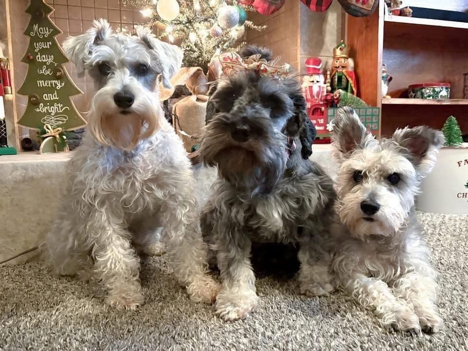 Miniature Schnauzer Puppies breeder image 2