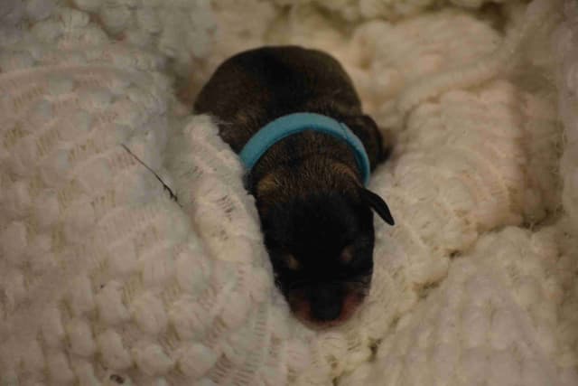 Miniature Schnauzer Puppies media 3