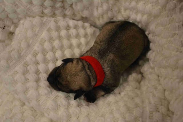 Miniature Schnauzer Puppies media 10