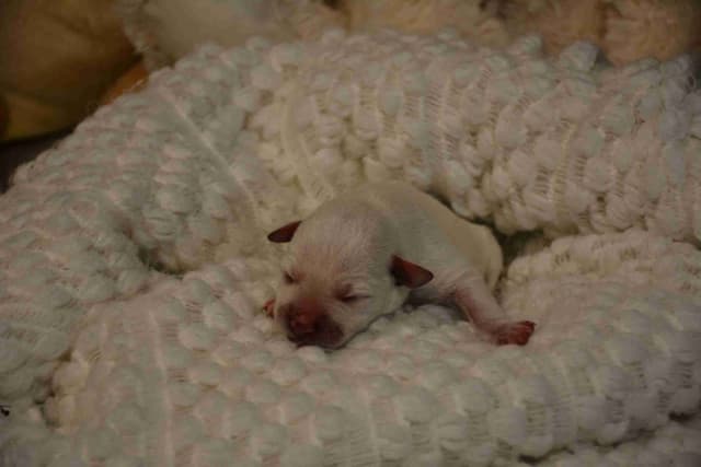 Miniature Schnauzer Puppies media 4