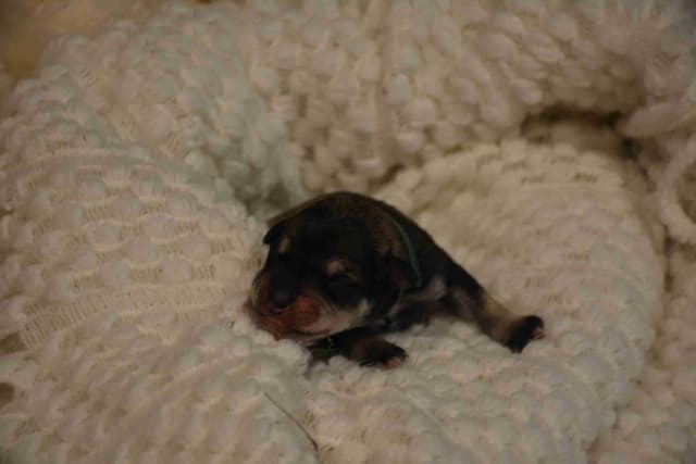 Miniature Schnauzer Puppies media 17