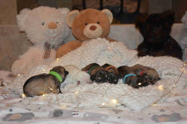 Miniature Schnauzer Puppies media 14