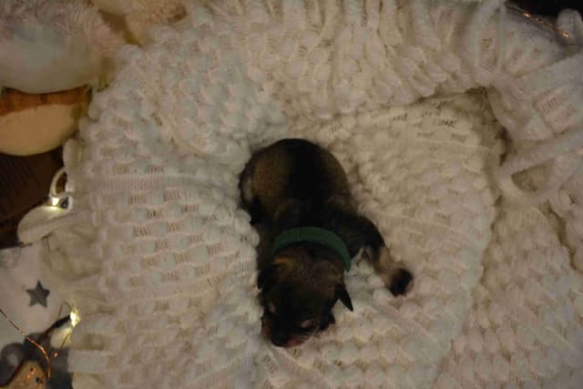 Miniature Schnauzer Puppies media 13