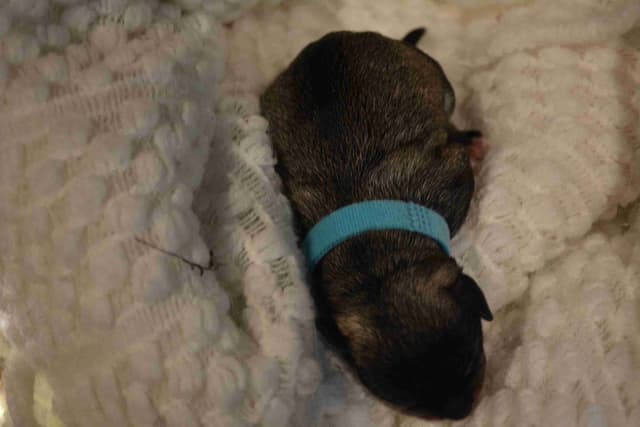 Miniature Schnauzer Puppies media 24
