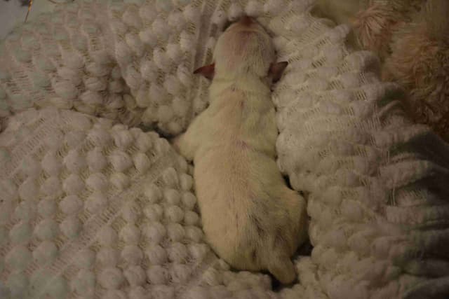 Miniature Schnauzer Puppies media 11