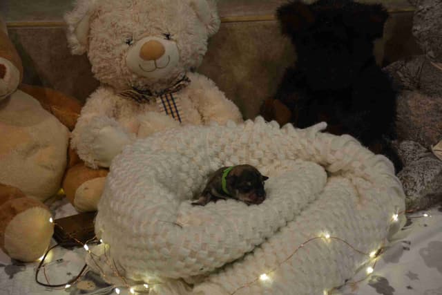 Miniature Schnauzer Puppies media 15
