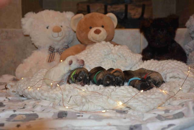 Miniature Schnauzer Puppies media 21