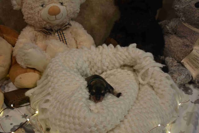 Miniature Schnauzer Puppies media 25