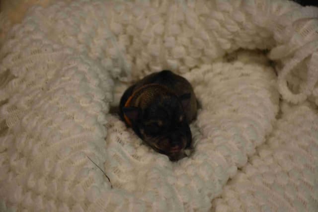 Miniature Schnauzer Puppies media 20
