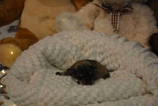 Miniature Schnauzer Puppies media 18