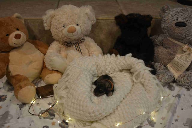 Miniature Schnauzer Puppies media 23
