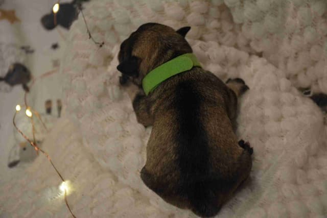 Miniature Schnauzer Puppies media 22