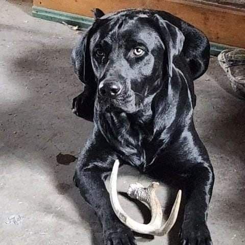 English Labrador Retriever Puppies ONLY ONE LEFT! breeder image 1