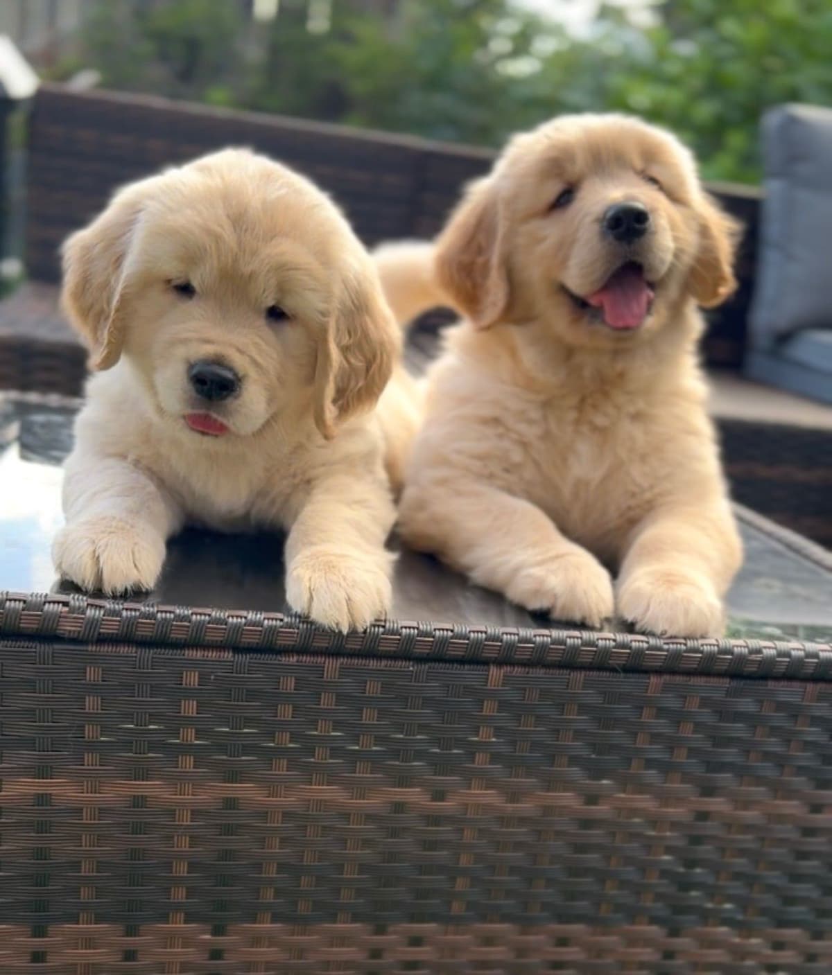 Golden Retriever Puppies breeder image 1