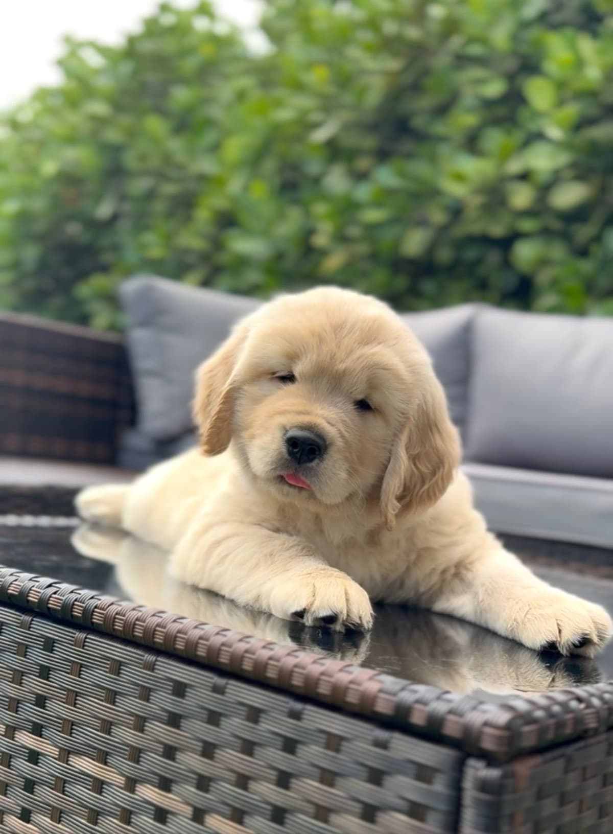 Golden Retriever Puppies breeder image 4