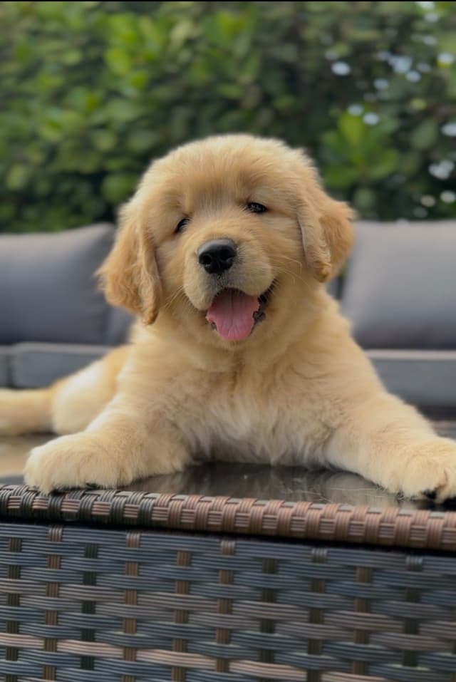 Golden Retriever Puppies media 2