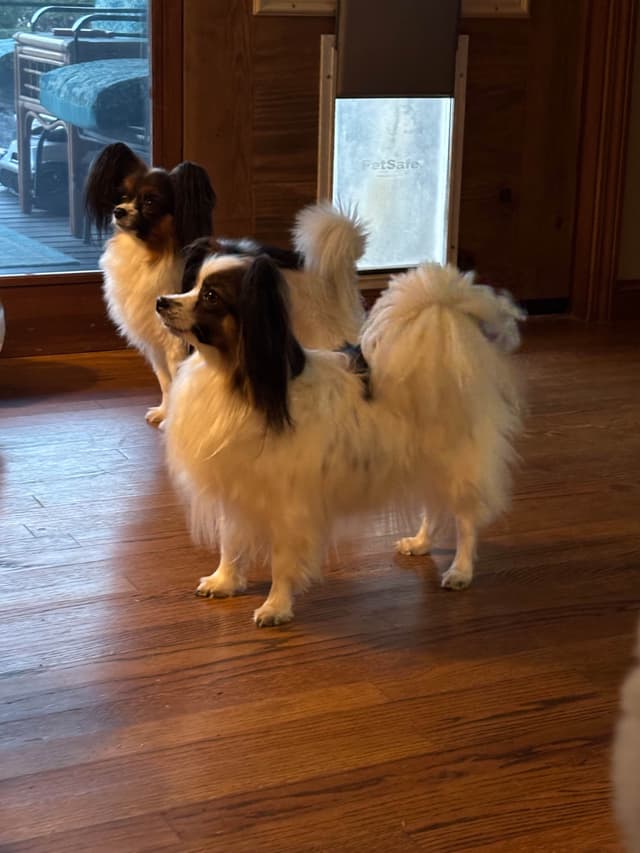 Papillon Puppies media 10
