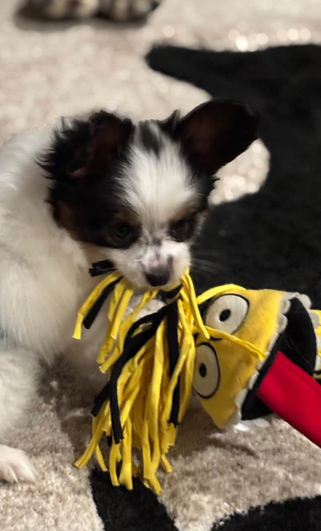 Papillon Puppies media 6