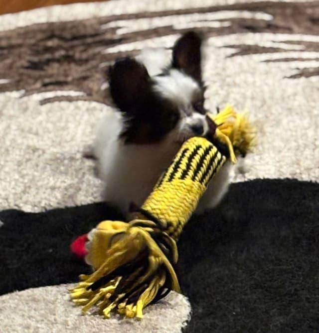 Papillon Puppies media 5